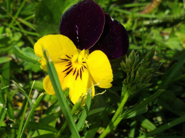 Viola cornuta, the horned violet